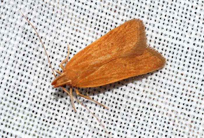 Gelechiidae 19